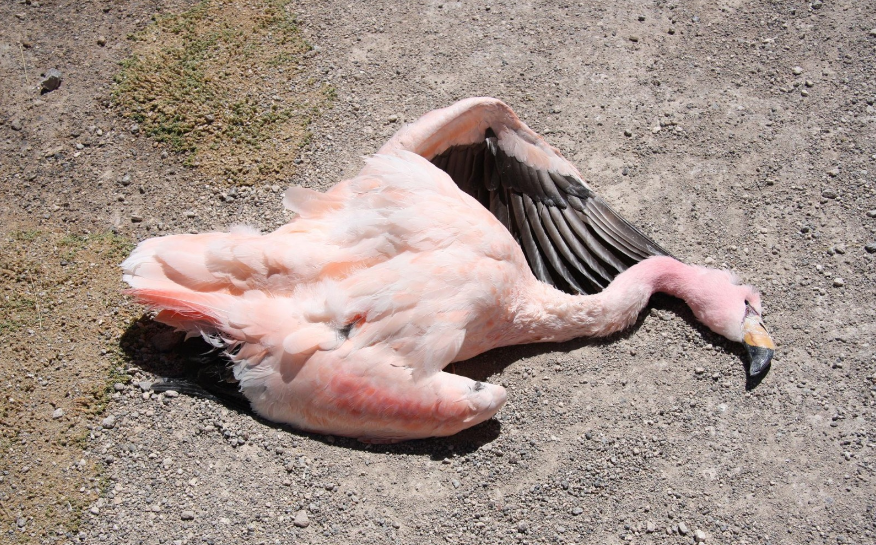Flamingos Flew For Refuge, Lay Dead at Rawal Lake