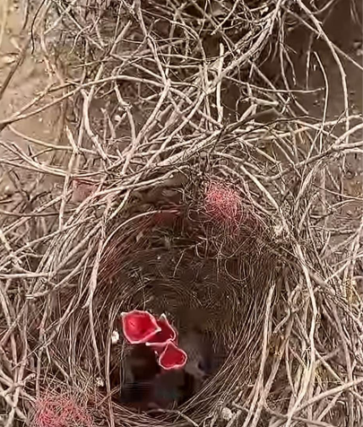 Orphaned Before They Could Fly